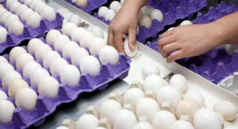Milioni di galline uccise dall’aviaria in Italia: ecco quali sono i veri pericoli per l’uomo